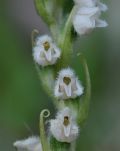 Goodyera repens